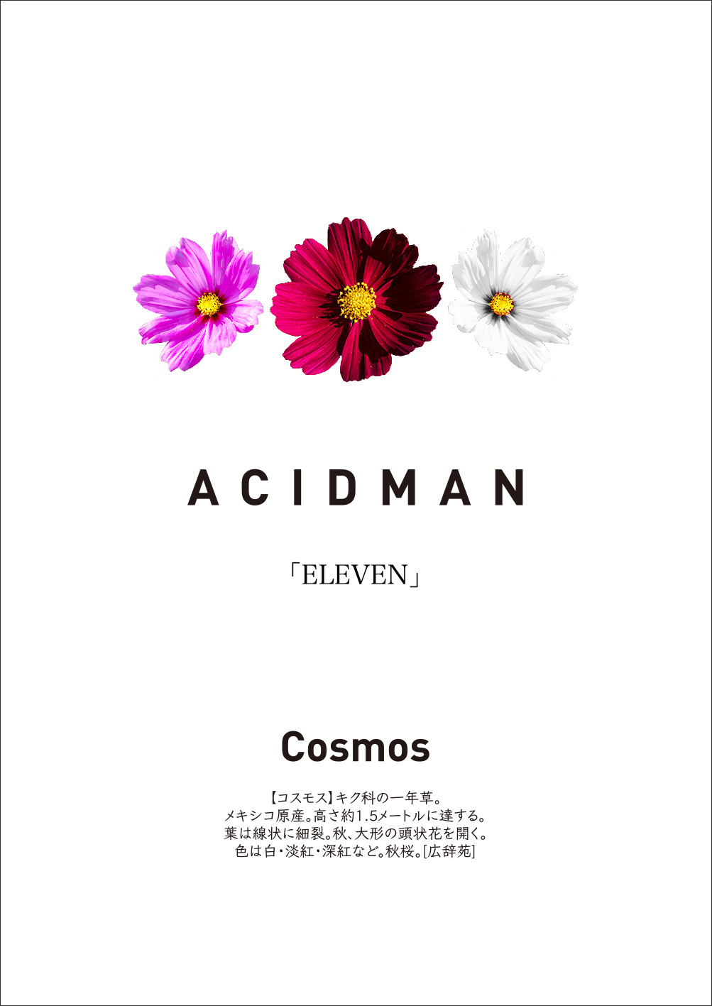 【ACIDMAN】ELEVEN特典_コスモスの種2